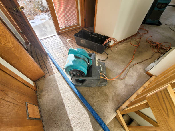 Best Mold removal after water damage  in North Tonawanda, NY